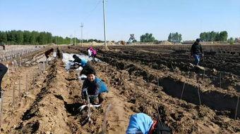 科左中旗吃瓜,瓜果飘香，品味田园生活