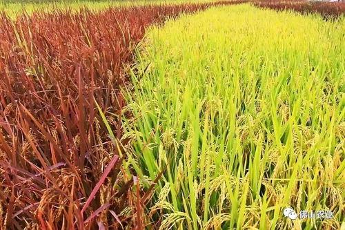 网红稻,引领农业新潮流的明星作物