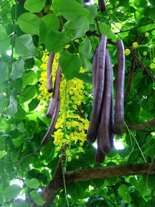 缅甸边界吃瓜,吃瓜群众视角下的边境故事