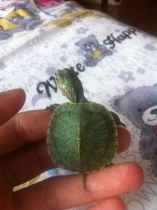 网红乌龟吃鸡蛋吗,揭秘它们对鸡蛋的喜爱之谜