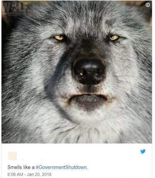 孤狼吃瓜群众,揭秘网络时代的独特现象