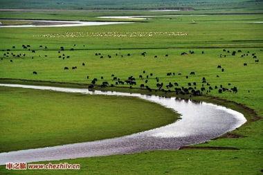阿坝州若尔盖头条,聚焦阿坝州最新动态，展现草原魅力