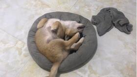 网红黄色的狗是什么狗,它究竟是什么品种？