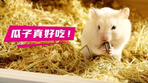 树下吃瓜的仓鼠品种,瓜果之下的萌宠生活