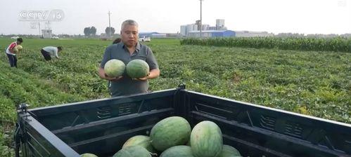 襄阳吃瓜事件最新消息新闻,最新进展揭秘，真相逐渐浮出水面