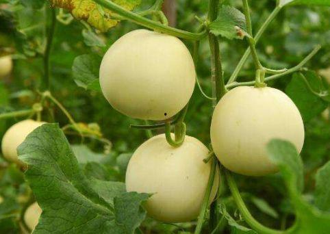 吃田瓜有害吗,食用安全与潜在风险