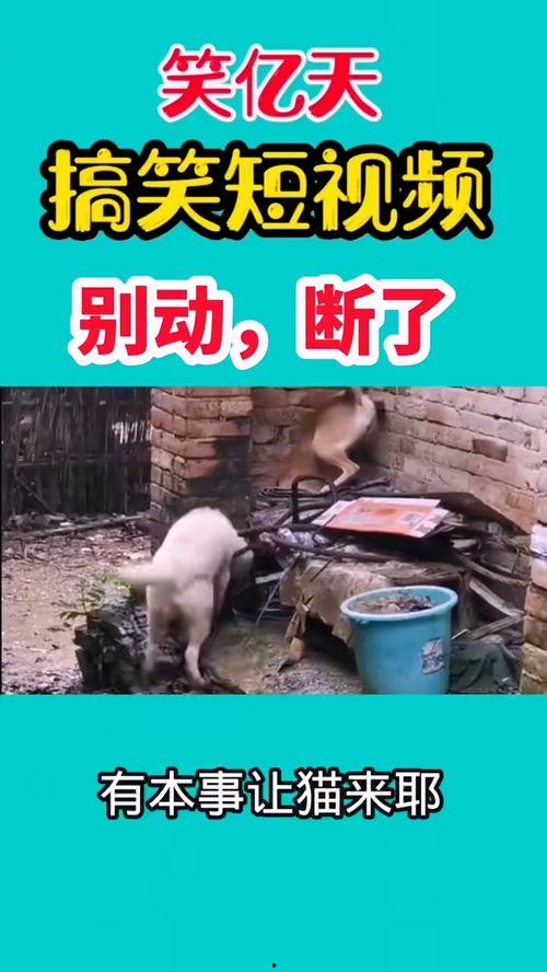 关于爆料的搞笑视频,笑料百出！揭秘那些爆笑搞笑视频背后的故事