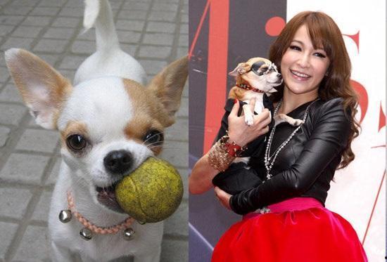 明星们的狗狗,狗狗们的明星风采