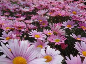 明星评价那些花儿,璀璨星光下的青春记忆