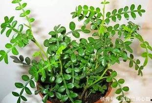 清香木变网红,从深山秘境到网红植物的蜕变之旅