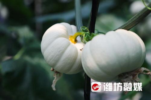 潍坊吃瓜球,吃瓜球，品味夏日清凉