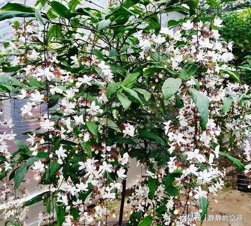 网红三枝花,网络红人的崛起与影响力