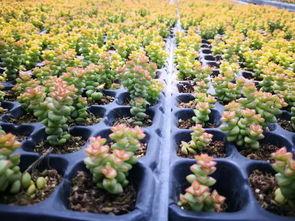 头条号三农多肉,三农多肉带你领略绿色生活新风尚