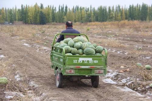 吃瓜小卡,揭秘娱乐圈那些不为人知的幕后故事
