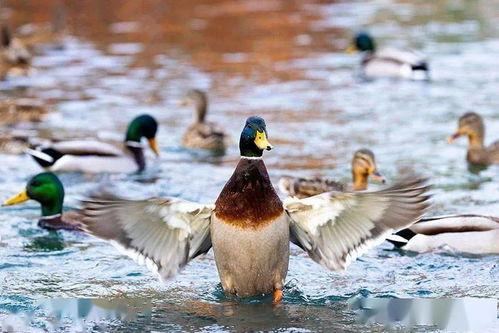 张掖网红湿地在哪里